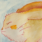 ★月を眺めるロップコャー