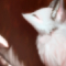 ★ハラペコキツネおさき