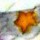 ★熨斗目狐なな-40