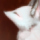 ★ハラペコキツネおさき-40